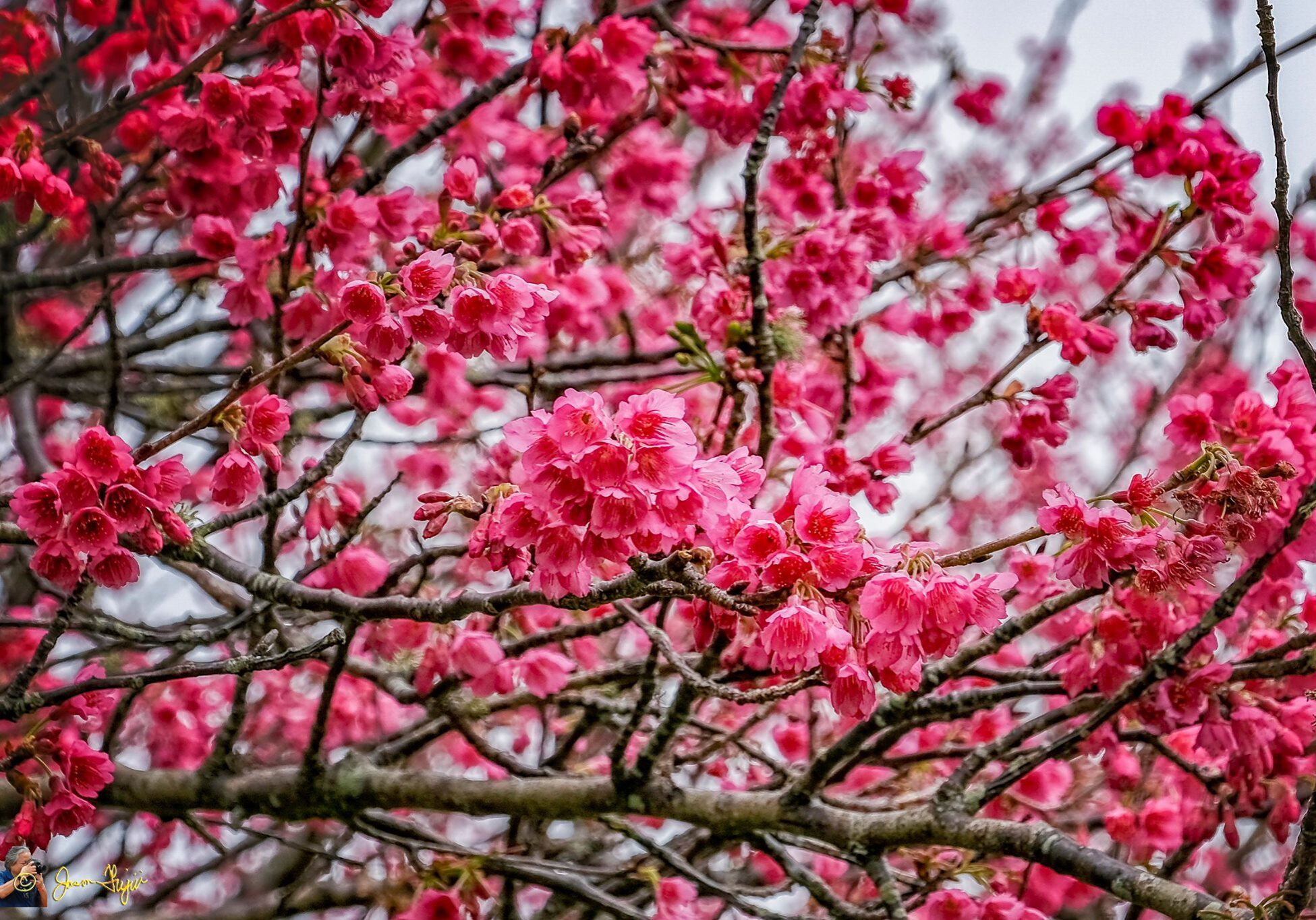 BLOSSOMS